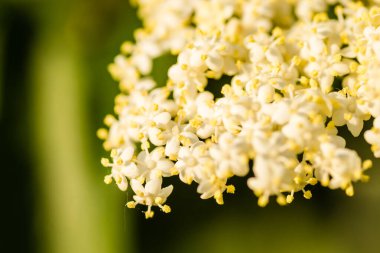 Sunny white flowers of the plant Black call-Sambucus nigra in the spring day in the afternoon sun. Elderflower. elder flower sambucus nigra. an inflorescence of white flowers grows on a blossoming bush of black elder.