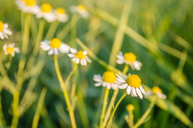 Petrovaradin, Novi Sad, Voyvodina, Sırbistan 'daki çimenli bir tarlada papatya çiçekleri.