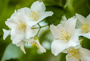 Yasemin çalısı ılık gün batımı ışığında