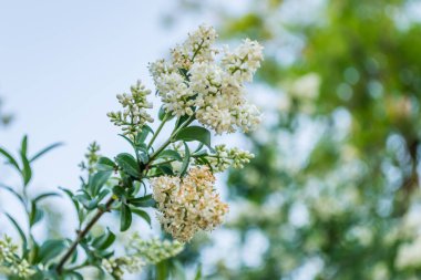 Beyaz leylak çiçekleri günbatımının sıcacık ışığında