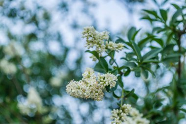 Beyaz leylak çiçekleri günbatımının sıcacık ışığında