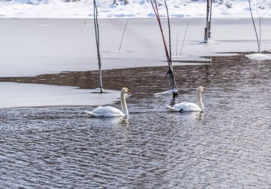 Swan in the lake water in its natural environment clipart