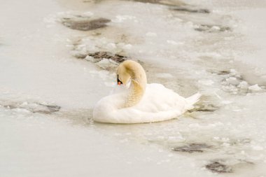 Göl suyundaki kuğu doğal ortamında.