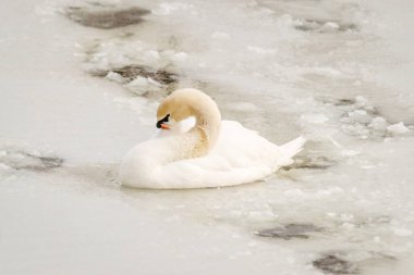 Göl suyundaki kuğu doğal ortamında.