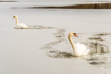 Göl suyundaki kuğu doğal ortamında.