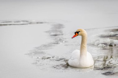 Göl suyundaki kuğu doğal ortamında.