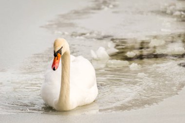 Göl suyundaki kuğu doğal ortamında.