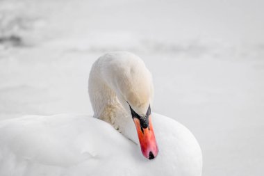 Swan in the lake water in its natural environment clipart