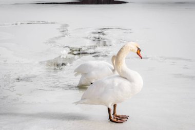 Swan in the lake water in its natural environment clipart