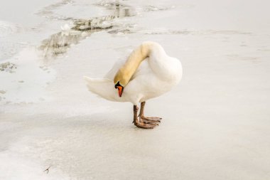 Swan in the lake water in its natural environment clipart