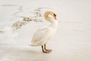 Swan in the lake water in its natural environment clipart