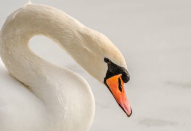 Swan in the lake water in its natural environment clipart