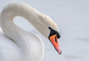 Göl suyundaki kuğu doğal ortamında.