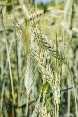 Tarlada yetiştirilen buğday bitkilerinin çiçek açma safhası