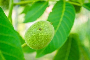 Yeşil yapraklar ve olgunlaşmamış ceviz. Ceviz meyvesi..