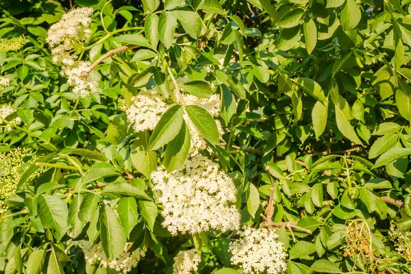 Sunny white flowers of the plant Black call-Sambucus nigra in the spring day in the afternoon sun. Elderflower. elder flower sambucus nigra. an inflorescence of white flowers grows on a blossoming bush of black elder.