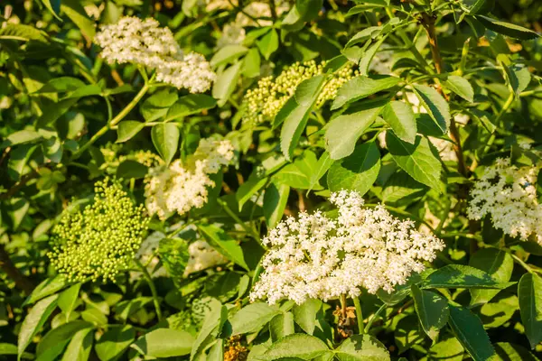 Sunny white flowers of the plant Black call-Sambucus nigra in the spring day in the afternoon sun. Elderflower. elder flower sambucus nigra. an inflorescence of white flowers grows on a blossoming bush of black elder.