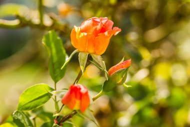 Tek portakal çiçeği ve kapalı gül tomurcukları.