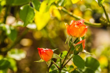 Tek portakal çiçeği ve kapalı gül tomurcukları.