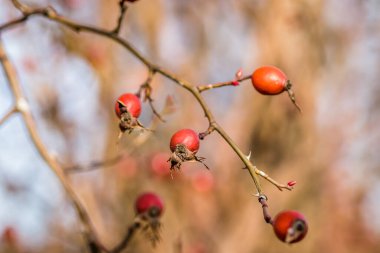 Taze olgun kalçalar, çiğ yaban mersini ya da tohum ve sağlıklı gıda kavramı olan köpek gülü meyveleri..