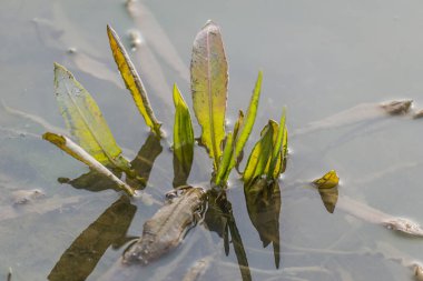 Buzlu suyun altında yeşil bataklık yaprağı.