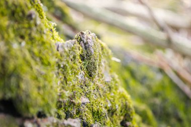 Yeşil ağaç kabuğu üzerinde yosun