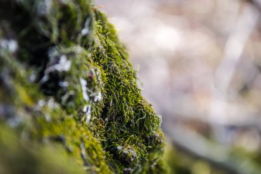 Yeşil ağaç kabuğu üzerinde yosun