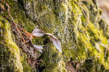 Yeşil ağaç kabuğu üzerinde yosun
