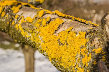 Baharda bahçe ağaçlarının bakımı için liken içeren elma ağacı dalları.