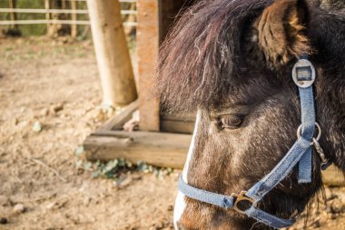 Özel bir ahırda midilli atlarının gözleri..