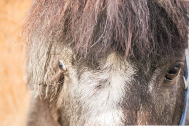 The sight of pony horses' eyes, in a private stable.