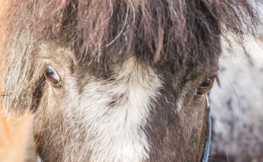 Özel bir ahırda midilli atlarının gözleri..