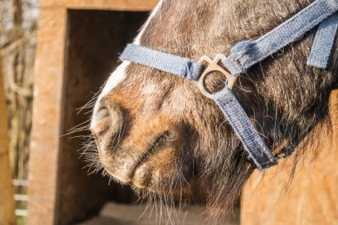Atın burun delikleri, özel bir ahırda..