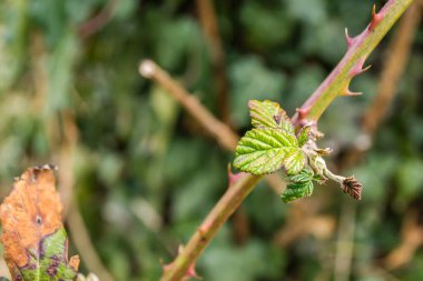 Wild blackberry plant next to the old walls of the Petrovaradin fortress.