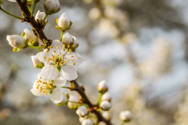 Sarı erik çiçekleri, yaklaşın..