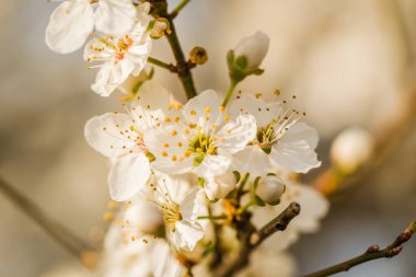 Sarı erik çiçekleri, yaklaşın..