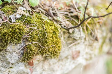 Petrovaradin Kalesi 'nin eski duvarlarında yabani sarmaşık ve yosun.