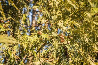 Close-up of bright yellow-green texture of natural greenery of the needles of Thuja occidentalis. clipart