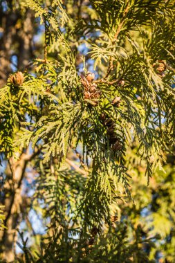Thuja bataryalarının doğal yeşilliğinin parlak sarı-yeşil dokusuna yakın çekim..
