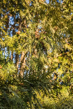 Thuja bataryalarının doğal yeşilliğinin parlak sarı-yeşil dokusuna yakın çekim..