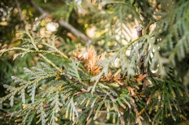 Close-up of bright yellow-green texture of natural greenery of the needles of Thuja occidentalis. clipart