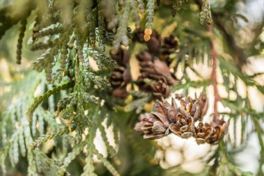 Thuja bataryalarının doğal yeşilliğinin parlak sarı-yeşil dokusuna yakın çekim..