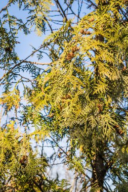 Thuja bataryalarının doğal yeşilliğinin parlak sarı-yeşil dokusuna yakın çekim..