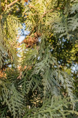 Thuja bataryalarının doğal yeşilliğinin parlak sarı-yeşil dokusuna yakın çekim..