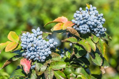 Holly Golden King - Ilex meserveae Mavi Melek