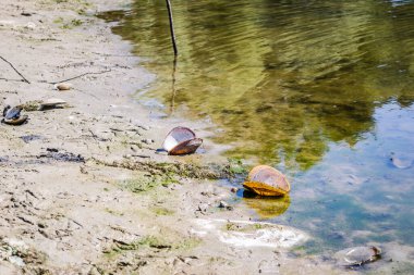 River shell sticking out of the water along the coast .