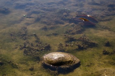 Nehir kabuğu kıyı boyunca suyun dışında kalıyor. .