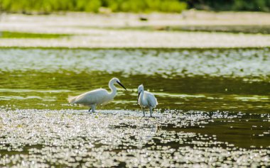 Akbalıkçıllar hareket ediyor ve gölün güneşli suyundaki yiyecekler.