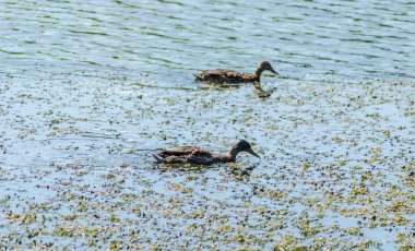 Vahşi ördekler gölün sularında yüzerler..