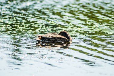 Vahşi ördekler gölün sularında yüzerler..